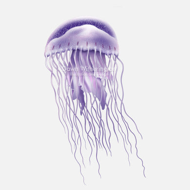 This beautiful illustration of a sea nettle, Chrysaora quinquecirrha, is accurate in detail.This beautiful illustration of a sea nettle, Chrysaora quinquecirrha, is accurate in detail.