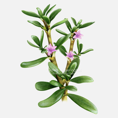 This beautiful illustration of sea purslane, Sesuvium portulacastrum, is botanically accurate in detail.