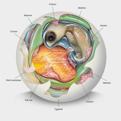 This cutaway illustration of a sea turtle embryo is biologically accurate in detail.
