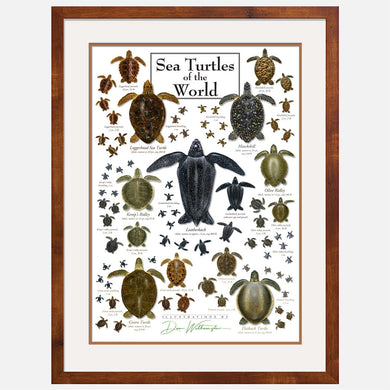 This beautiful poster shows illustrations of the seven sea turtle species in several stages of development.