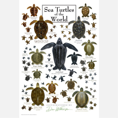 This beautiful poster has illustrations of the seven sea turtle species of the world in several stages of development.