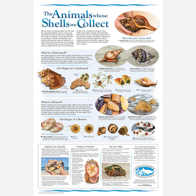 This beautiful poster provides information about a few of the mollusks in southwest Florida.