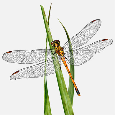 Seaside Dragonlet