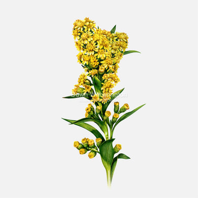 Seaside Goldenrod