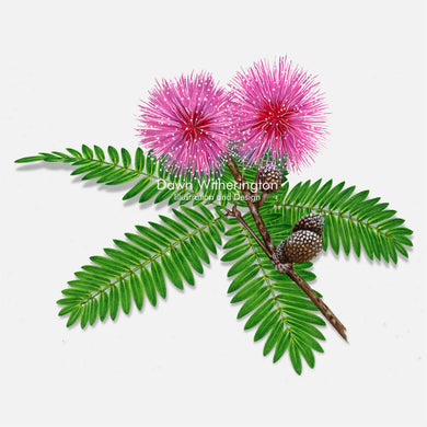 This beautiful illustration of sensitive mimosa (sunshine mimosa, powderpuff) (Mimosa strigillosa)  is botanically accurate in detail.