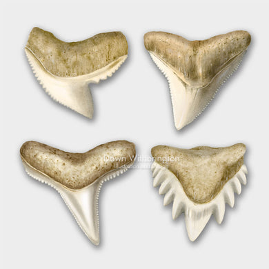 This lllustration of a shark teeth, tiger shark (Galeocerdo cuvier), bull shark (Carcharhinus leucas), blacktip reef shark (Carcharhinus melanopterus), nurse shark (Ginglymostoma cirratumused), is accurate in detail.