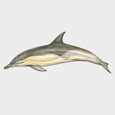 Short-beaked Common Dolphin