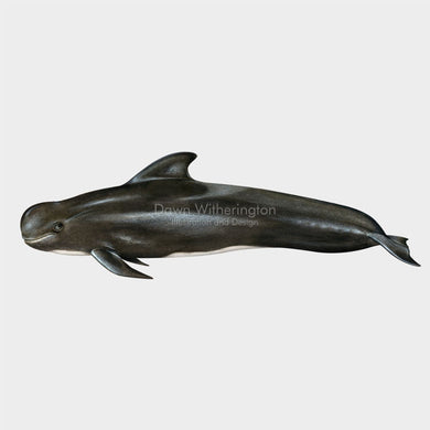 Short-finned Pilot Whale