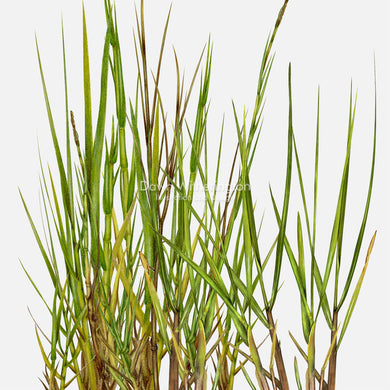 Smooth Cordgrass