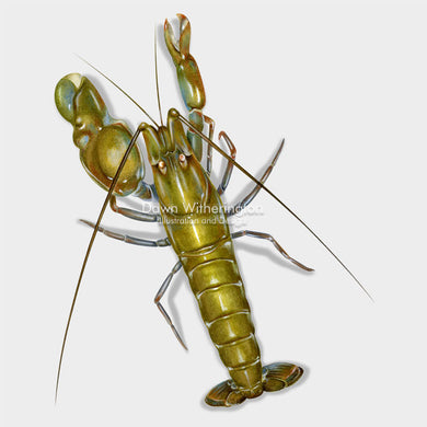This beautiful drawing of a big-clawed snapping shrimp, Alpheus heterochaelis, is biologically accurate in detail.