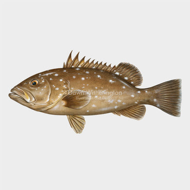 Snowy Grouper