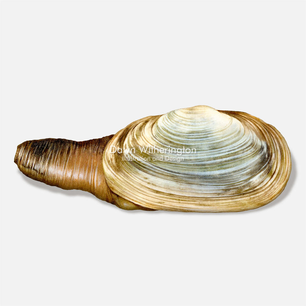 geoduck clams anatomy