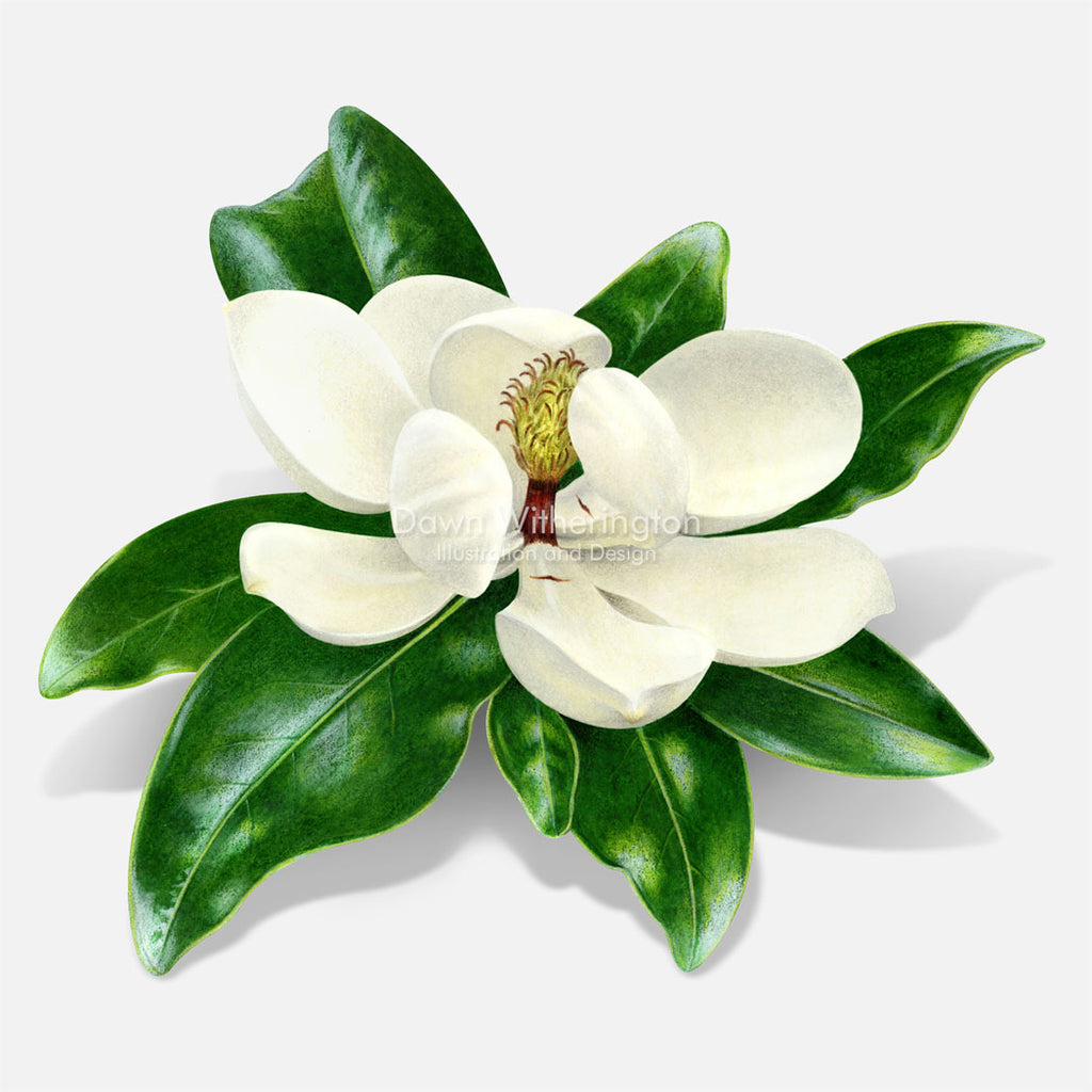 Southern Magnolia Flower – Drawnbydawn