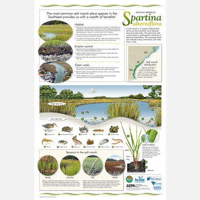 This beautiful poster provides information about smooth cordgrass, Spartina alterniflora.
