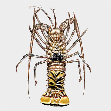 Caribbean Spiny Lobster with Spermatophore