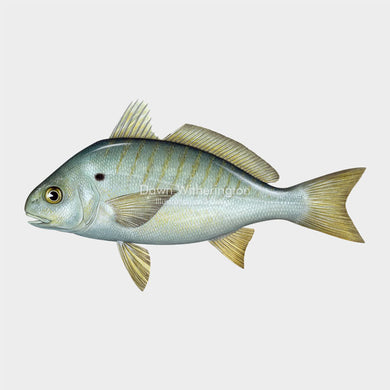 Spot (Norfolk Spot)