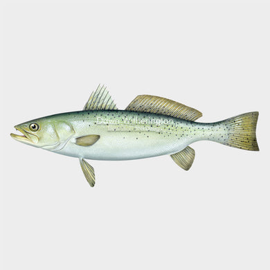 This wonderful illustration of a spotted seatrout, Cynoscion nebulosus, is biologically accurate in detail.