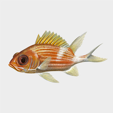 Illustration of a squirrelfish (Holocentrus adscensionis).
