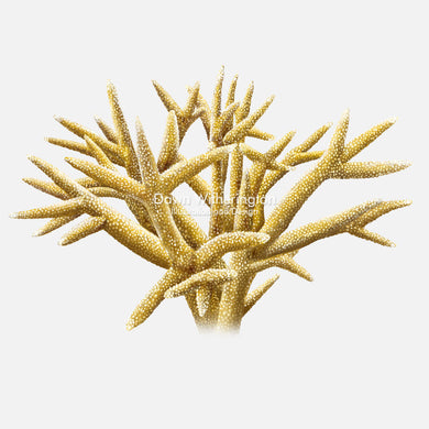 This beautiful illustration of staghorn coral (Acropora cervicornis, is accurate in detail.