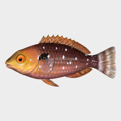This beautiful illustration of a juvenile stoplight parrotfish, Sparisoma viride, is biologically accurate in detail.