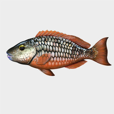 This beautiful illustration of an adult stoplight parrotfish (Sparisoma viride) is biologically accurate in detail.