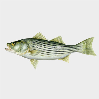 Striped Bass (Striper)