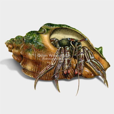 This beautiful drawing of a striped hermit crab, Clibanarius vittatus, is biologically accurate in detail.