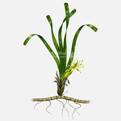 This beautiful illustration turtle grass, Thalassia testudinum, is botanically accurate in detail.