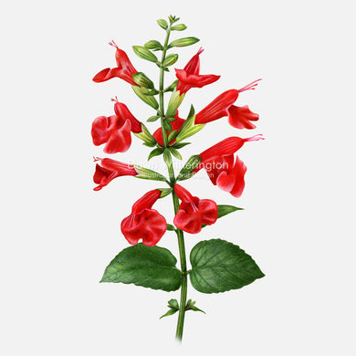 Tropical Red Sage