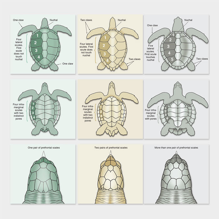 Sea Turtle Species Identification drawnbydawn