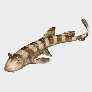 This beautiful Illustration of a white-spotted bamboo shark (Chiloscyllium plagiosum), is biologically accurate in detail.