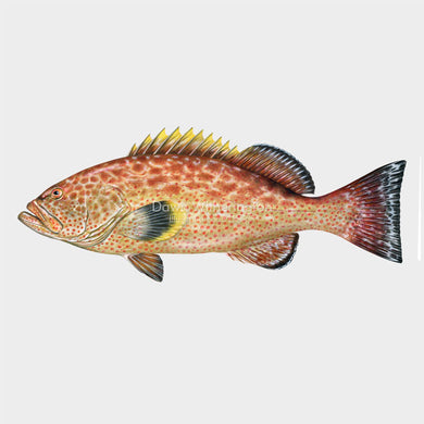 Yellowfin Grouper