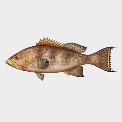 Yellowmouth Grouper