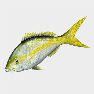 This lovely illustration of a yellowtail snapper, Ocyurus chrysurus, is biologically accurate in detail.