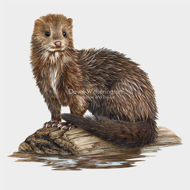 American Mink