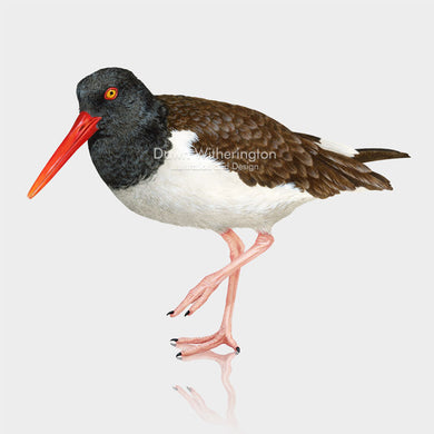 American Oystercatcher