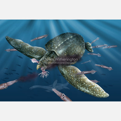 Archelon Sea Turtle Feeding on Belemnites