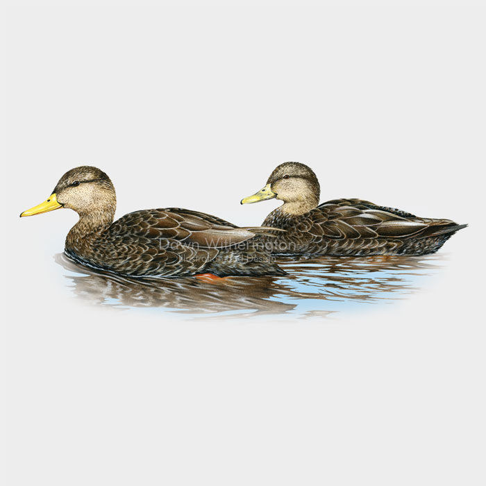 American Black Duck Pair