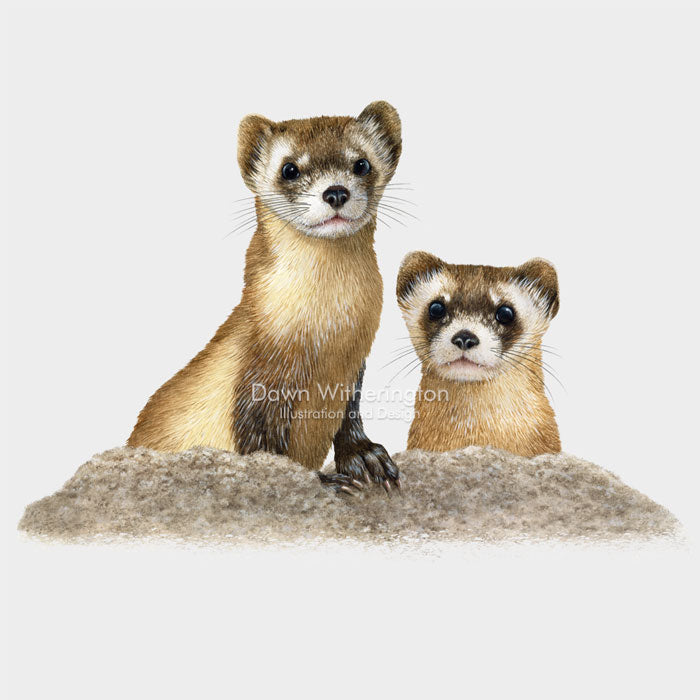 Black-footed Ferret Duo