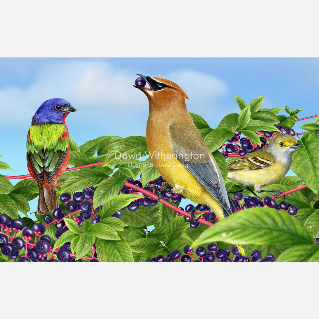 Backyard Birds Feeding on Pokeweed Berries