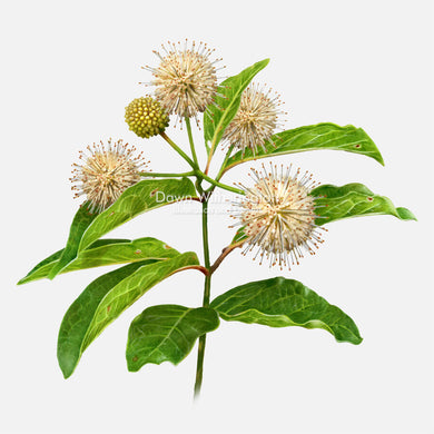 Buttonbush