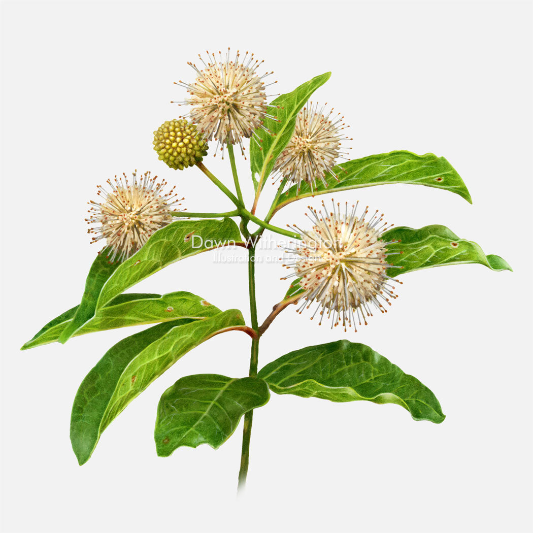 Buttonbush