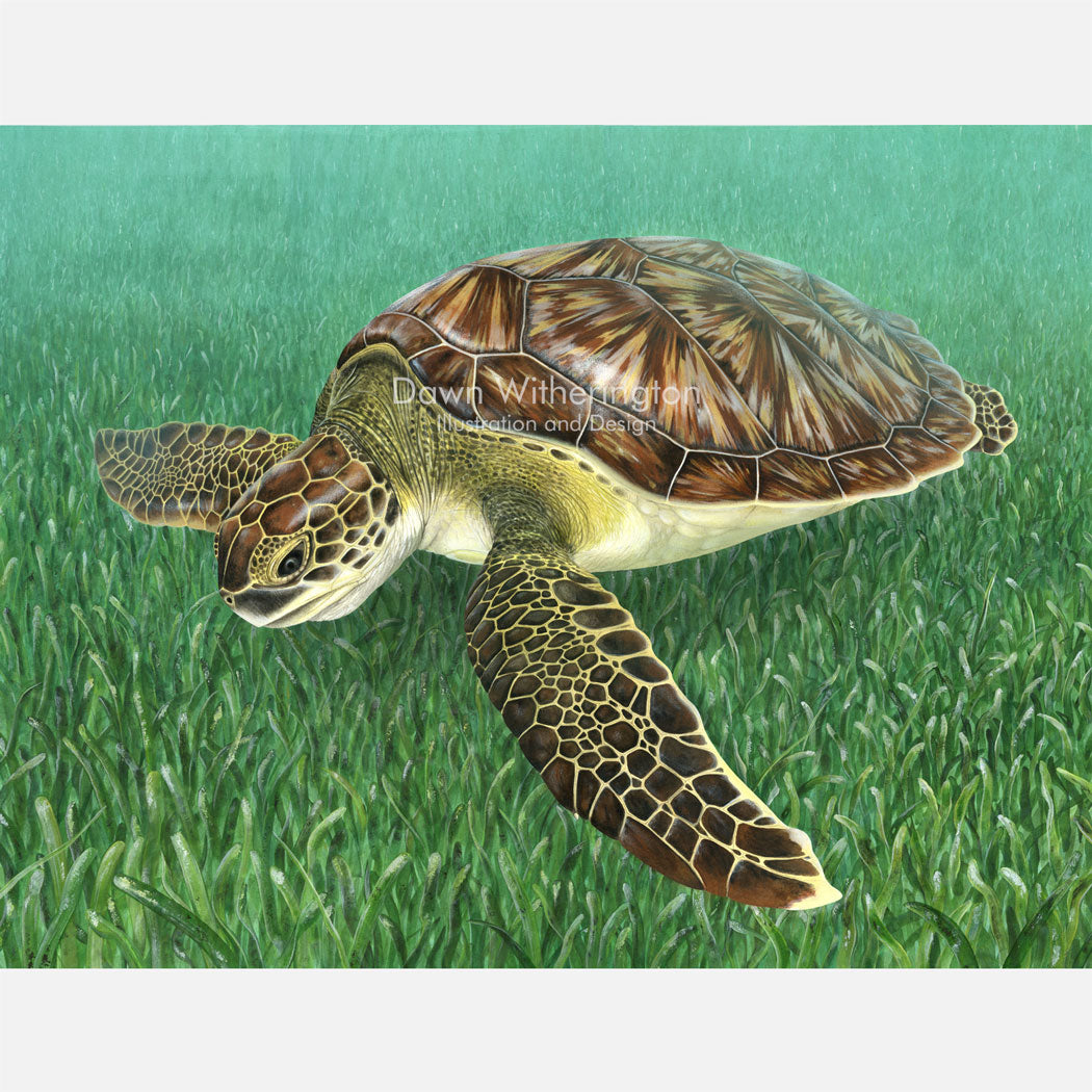 Juvenile Green Turtle Over Seagrass
