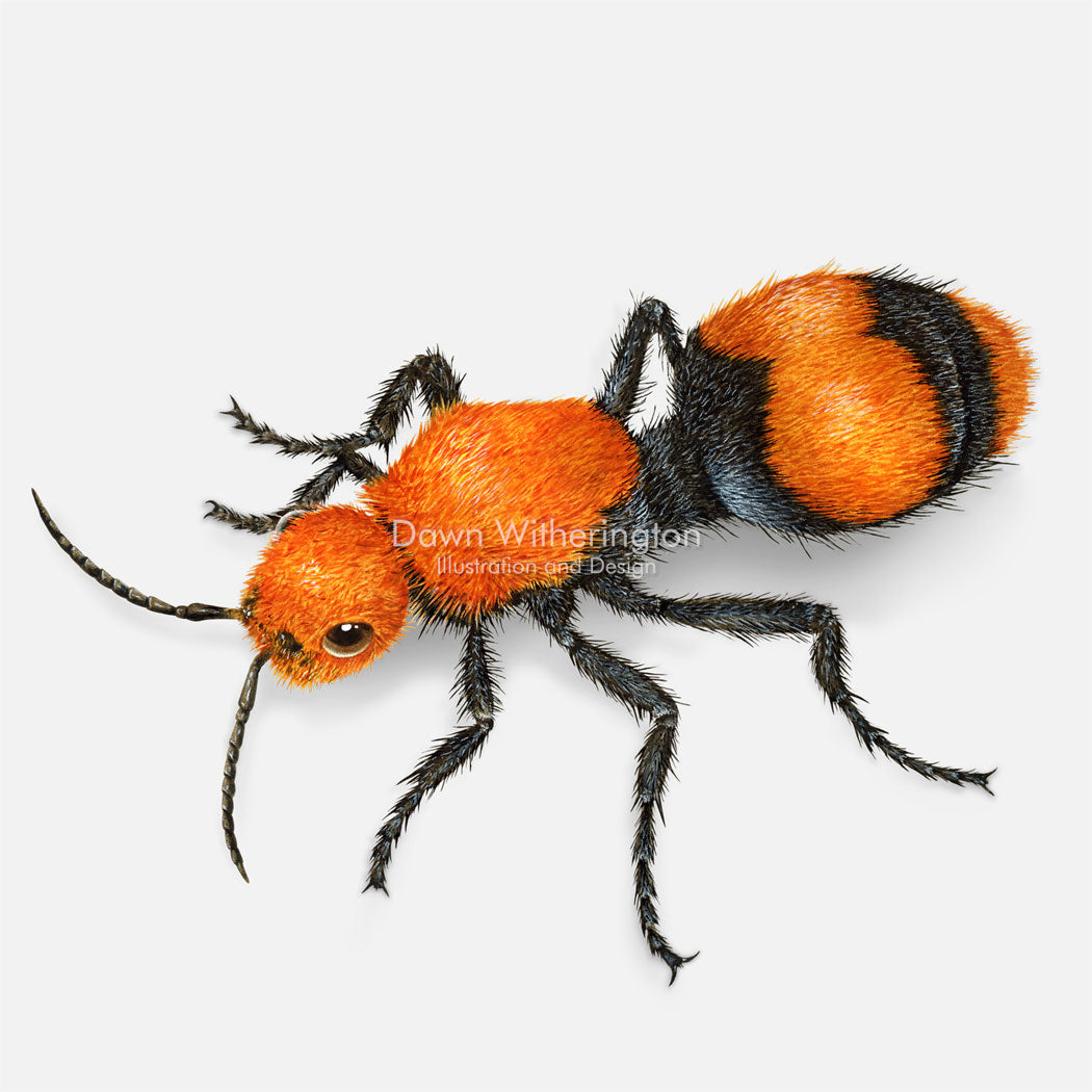 Common Velvet Ant