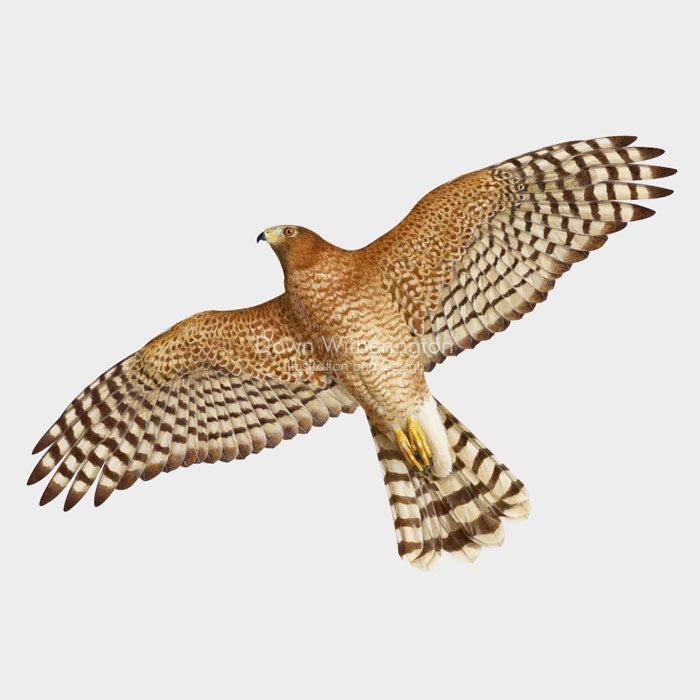 Cooper's Hawk in flight – drawnbydawn