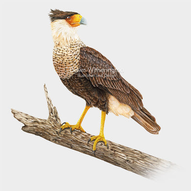 Crested Caracara