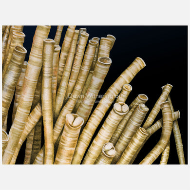 Deep-sea Vent Tube Worms