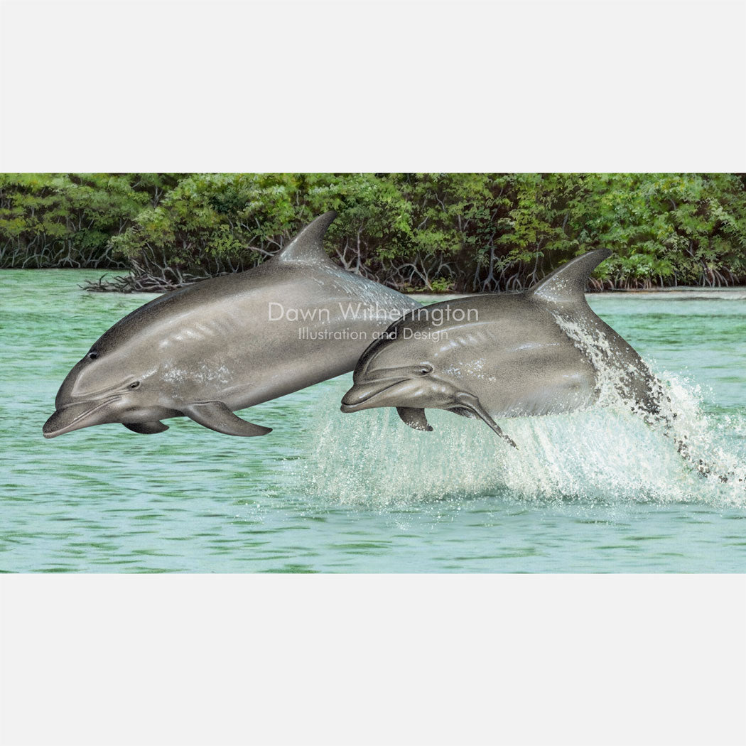 Common Bottlenose Dolphin Pair