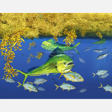 The Sargassum Community With Dolphinfish and Yellow Jacks