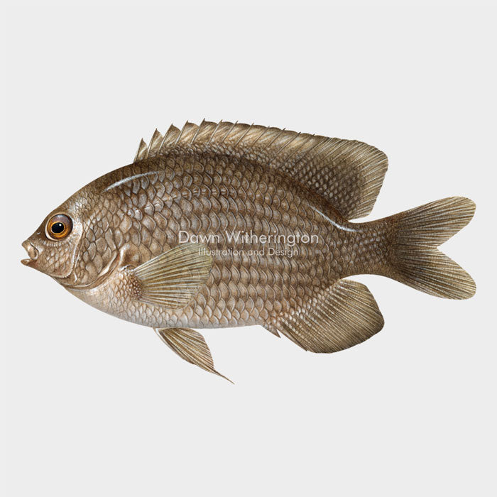 Dusky Damselfish – drawnbydawn